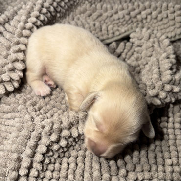 Amerikanischer Dackel Welpen