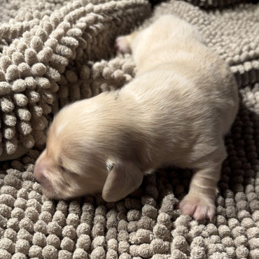 Amerikanischer Dackel Welpen