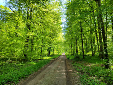 Parc national de Gailingen Rheinwald.