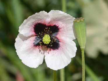 Poppy Opium Laudanum Analgesic addictive Regency Romance