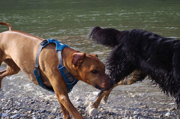 Hundegeschirr, Ruffwear