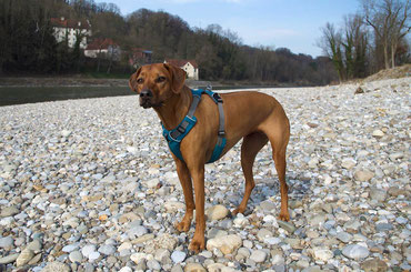 Hundegeschirr, Ruffwear