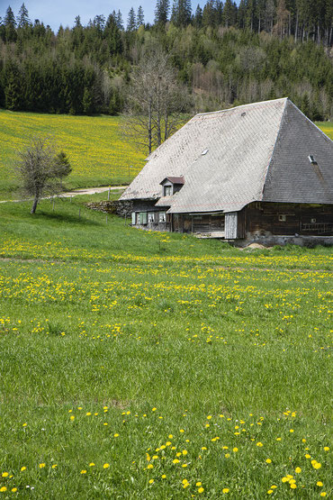Schwarzwälder Bauernhaus im Frühling (Anfang Mai) 