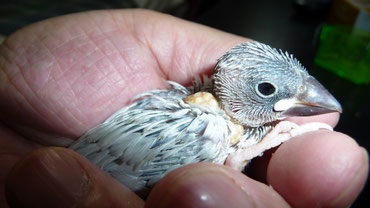 手乗りシルバー文鳥ヒナが仲間入りしました