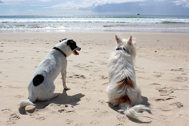 zwei Hunde, in der Sonne am weißen Strand sitzend und aufs Meer schauend