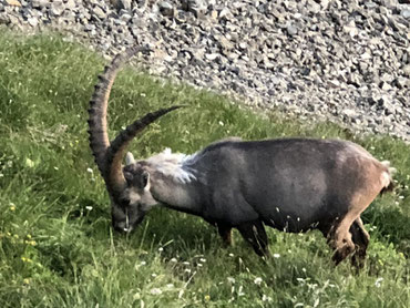 Steinbock aus nächster Nähe am Brienzer Rothorn