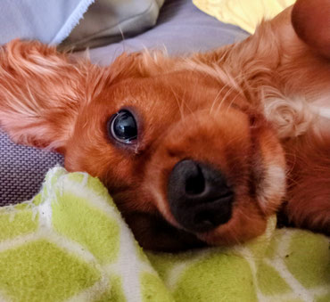 Lumi, Cavalier King Charles Spaniel als Begleiterin im Hundementoring. Ein Symbol für sanfte Bindung, Empathie und Regulation im sicheren Hafen. 