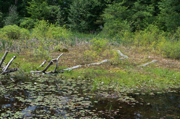 The "Bog" at Distant Hill is really a combination of wetland types - bog, fen, swamp, and marsh.