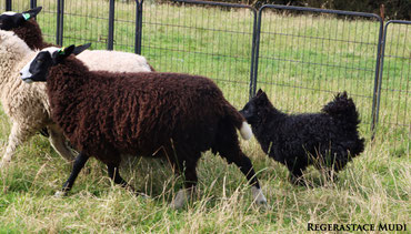 Trip herding with our owned sheep.