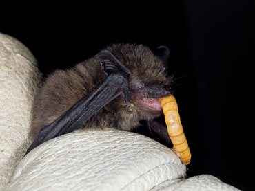 Eine Zwergfledermaus wird mit einem Mehlwurm gefüttert (Foto: Wolfram Schulze)