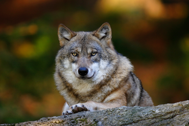 Wolf (Foto: Marcus Bosch, LBV-Bildarchiv)