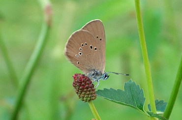 Foto: Wiesenknopf Ameisenbläuling - Foto: Mike Jessat