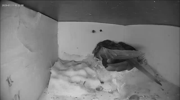 Übernachtende Altvögel in Kasten 1