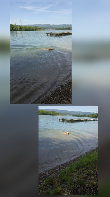 Schwimmende HUnde,  golden retriever