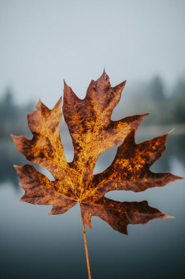 Close-up of a brown autumn leave, peaceful slow living atmosphere.