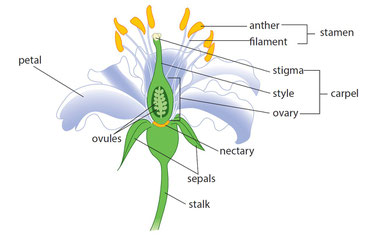 Flowers De Website Van Dailysciences