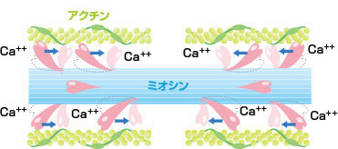 筋肉の活動 画像著作権「しいなの丘」帰属