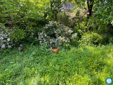 Un espace de pelouse non tondu dans mon jardin naturel