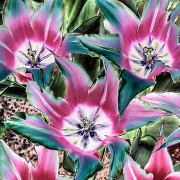 TulpenRosa SolarHell