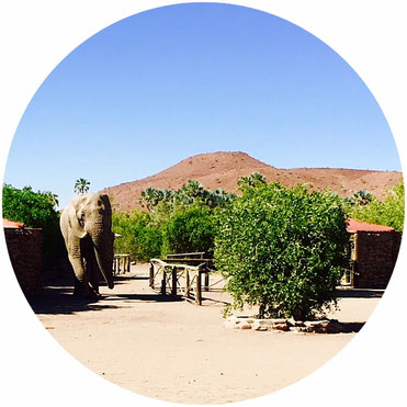 Ein Elefant kommt ins Dorf (Foto: Antje Kosubek)