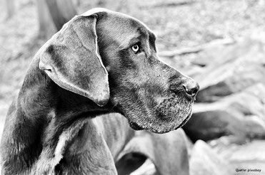 Grosse Rassen, wie die Deutsche Dogge, sind häufiger betroffen
