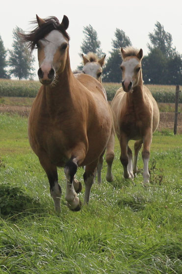 Oostdijk's Ceridwen Maybelline, summer 2019 with her first foal (right)