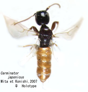 Carminator japonicus Mita et Konishi, 2007 (Holotype)