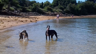 2 lévriers à la plage
