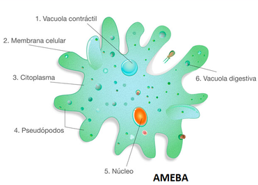 REINO PROTISTA - WEB ITIF - CENTROBIOLOGIA REINO PROTISTA - WEB ITIF - CENTROBIOLOGIA