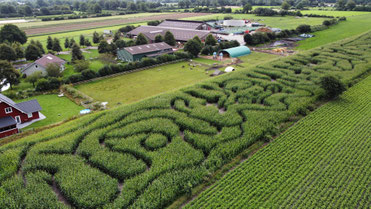 Irrweg im Maislabyrinth