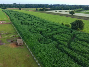 Irrweg im Maislabyrinth