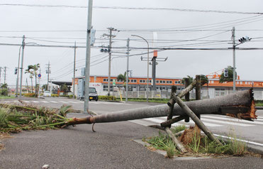 台風17号の影響で街路樹が倒木する被害があった。信号機も止まっていた=27日午後、真栄里