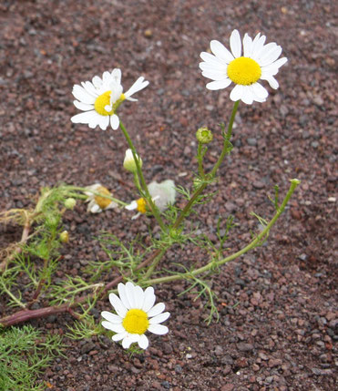 Gänseblümchen ©