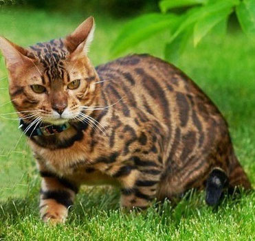 бенгальский кот Baikalbengals Agat