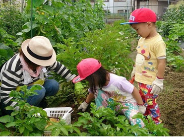 畑でジャガイモを収穫している親子の様子