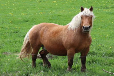 Photo décorative cheval de traie