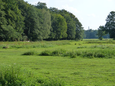 Die grüne Wiese wird extensiv bewirtschaftet, da dieses deutlich nachhaltiger ist und die Artenvielfalt deutlich fördert. Im Hintergrund grenzt sie an den Wald des Naturschutzgebiet (NSG) Magdeburgerforth. Hier weiden Pferde und Schafe.