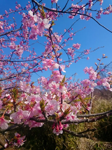 桜咲く