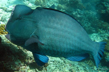 Huge fish - love diving