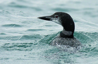 Plongeon imbrin © Yann Février