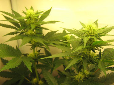Der Cannabis Lichtzyklus