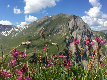 Wanderung  Engstligenalp Engstligental Berner Oberland Rundweg Genuss Frühling Blumen