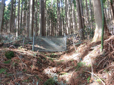 関所神社参道?に張り巡らされた金網