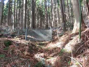 関所神社参道?に張り巡らされた金網