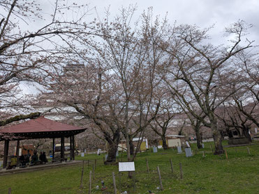 鶴ヶ城にある容保桜（かたもりざくら）