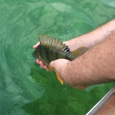 Egli, Bielersee, Fischen, Boot, Zander, Hecht, Barsch, Angeln, Seeland, Blog, Fischer, Angeln, Ausflug, Feierabend, Perch, Perches, PB