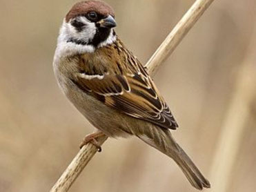 Ein Feldsperling sitzt auf einem dünnen Halm vor unscharfem Hintergrund