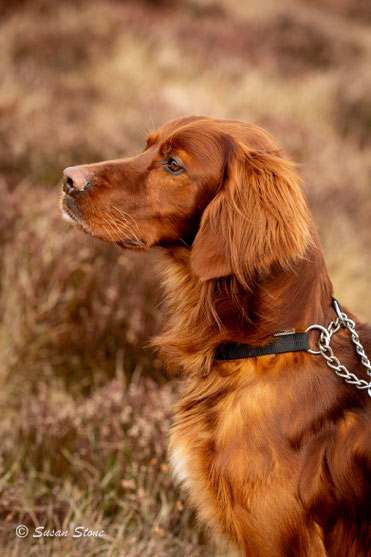 Brian Morris' successful dog Ballyellen Owel 