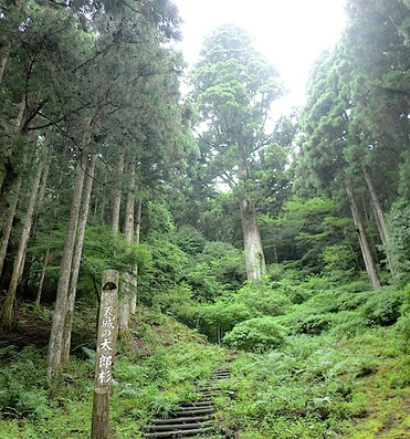 天城の太郎杉