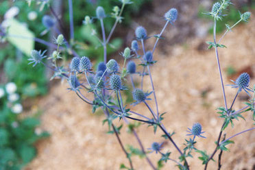 Die Krauter In Meinem Garten Treffpunkt Netzwerk Grunkraft